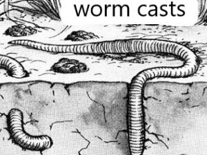 STEaM Earthworms in your garden
